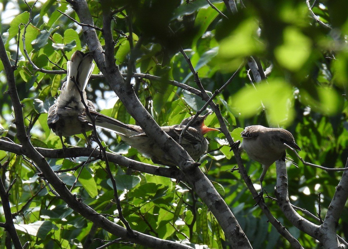 Northern Mockingbird - ML619318834