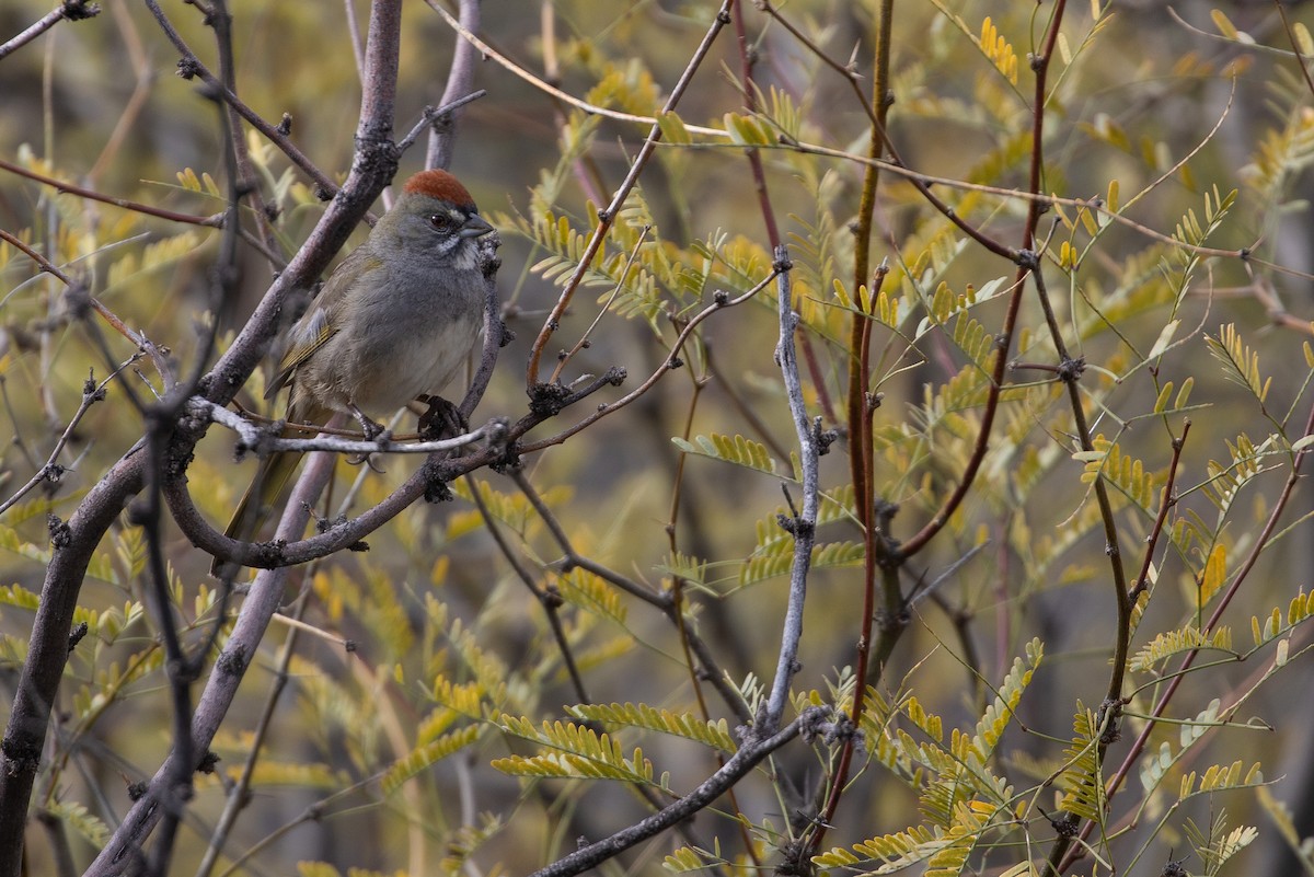 Green-tailed Towhee - ML619318841