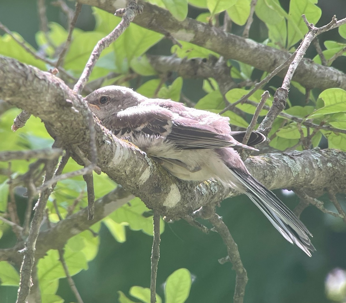 Northern Mockingbird - ML619318849