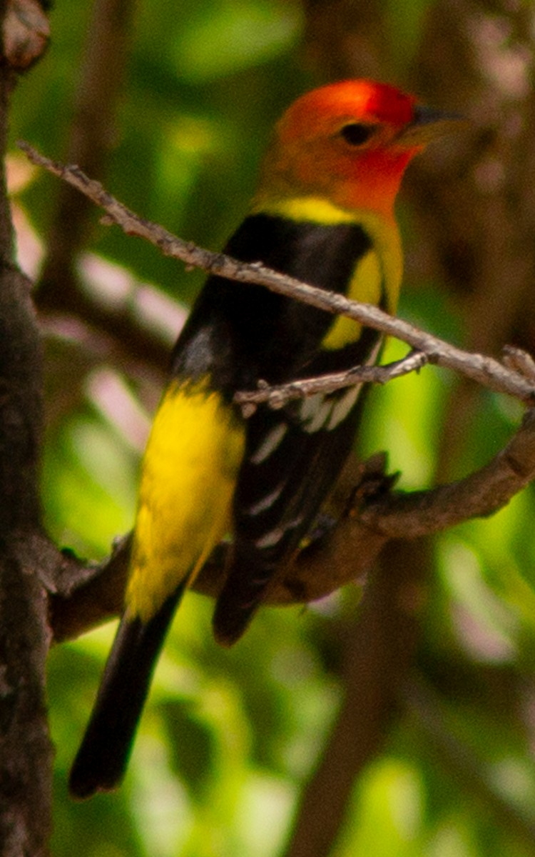 Western Tanager - Brandon Woo