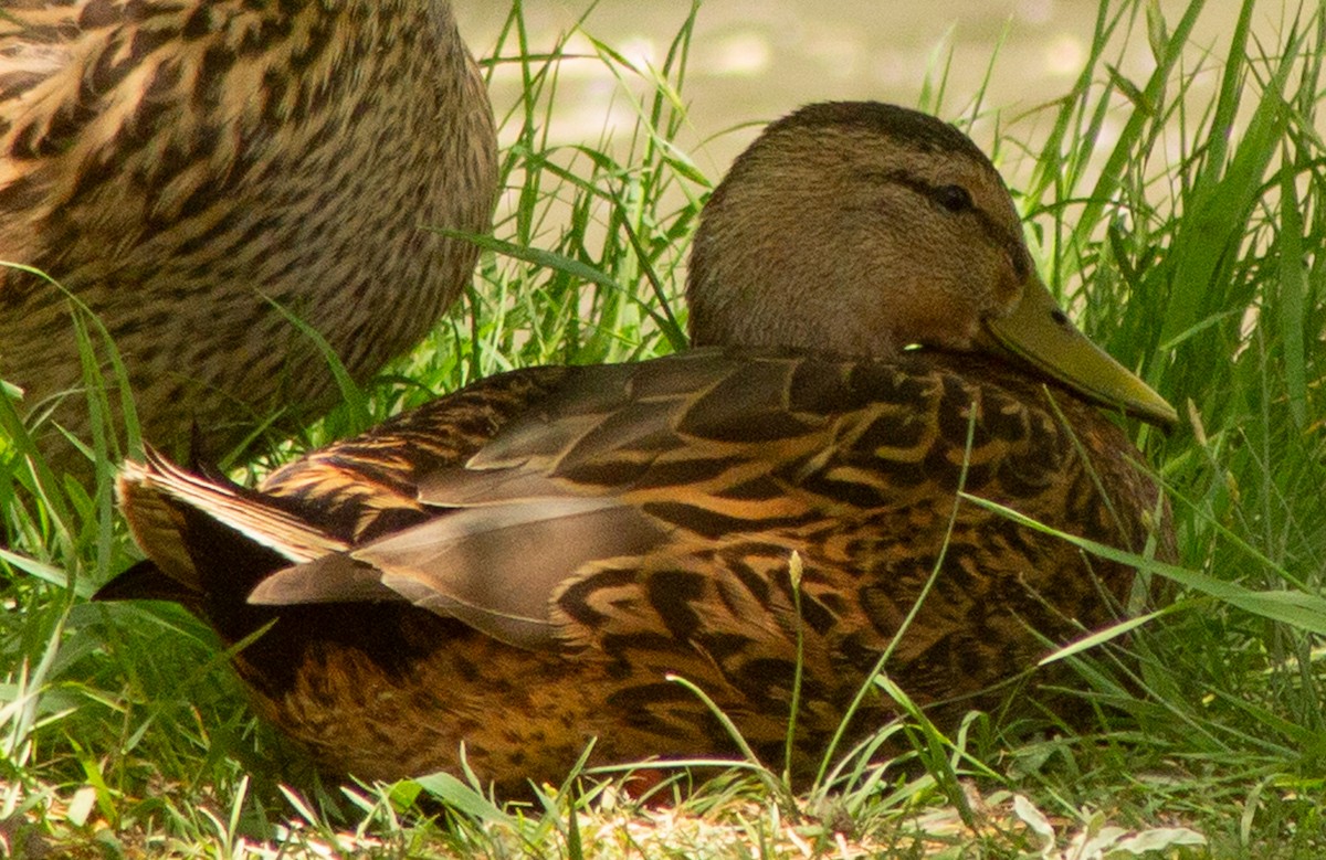 Mexican Duck - ML619318858