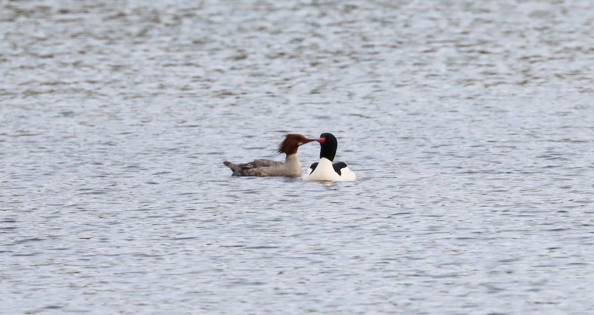 Common Merganser - ML619318866