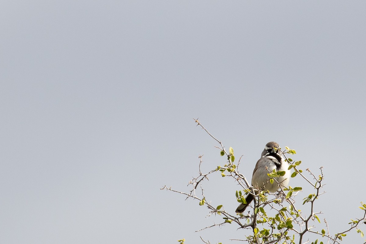Black-throated Sparrow - ML619318874