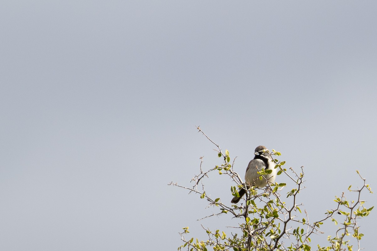 Black-throated Sparrow - ML619318875