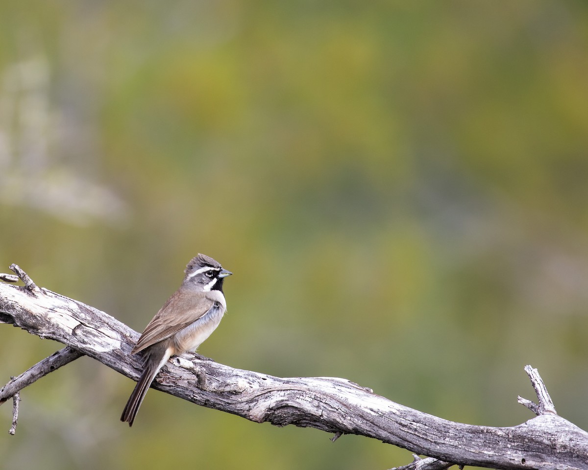 Black-throated Sparrow - ML619318876