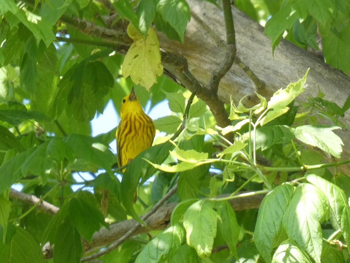 Yellow Warbler - Carolyn Sanders