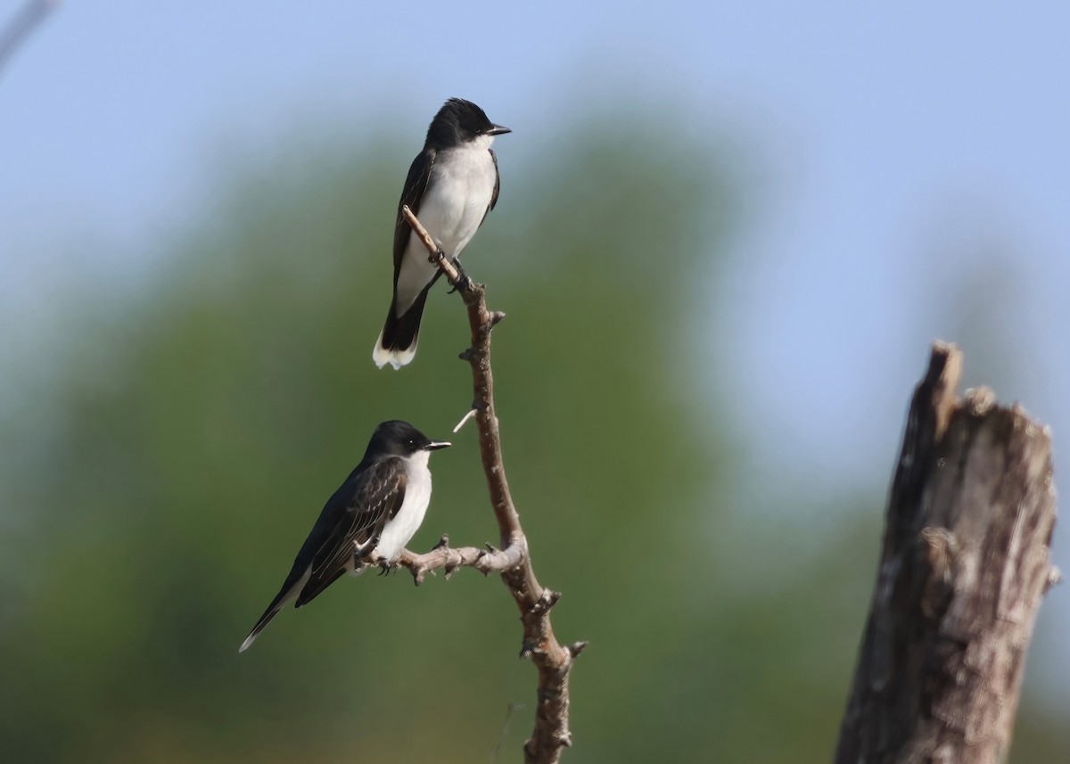 Eastern Kingbird - Karen and Harry Presser