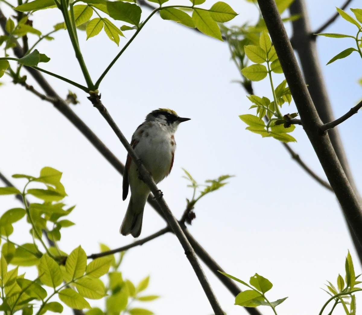 Chestnut-sided Warbler - ML619318884