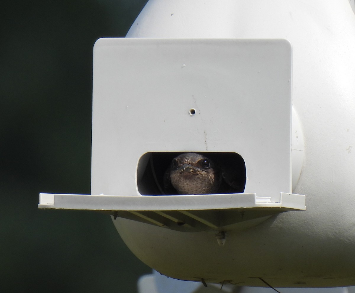 Purple Martin - Shelia Hargis