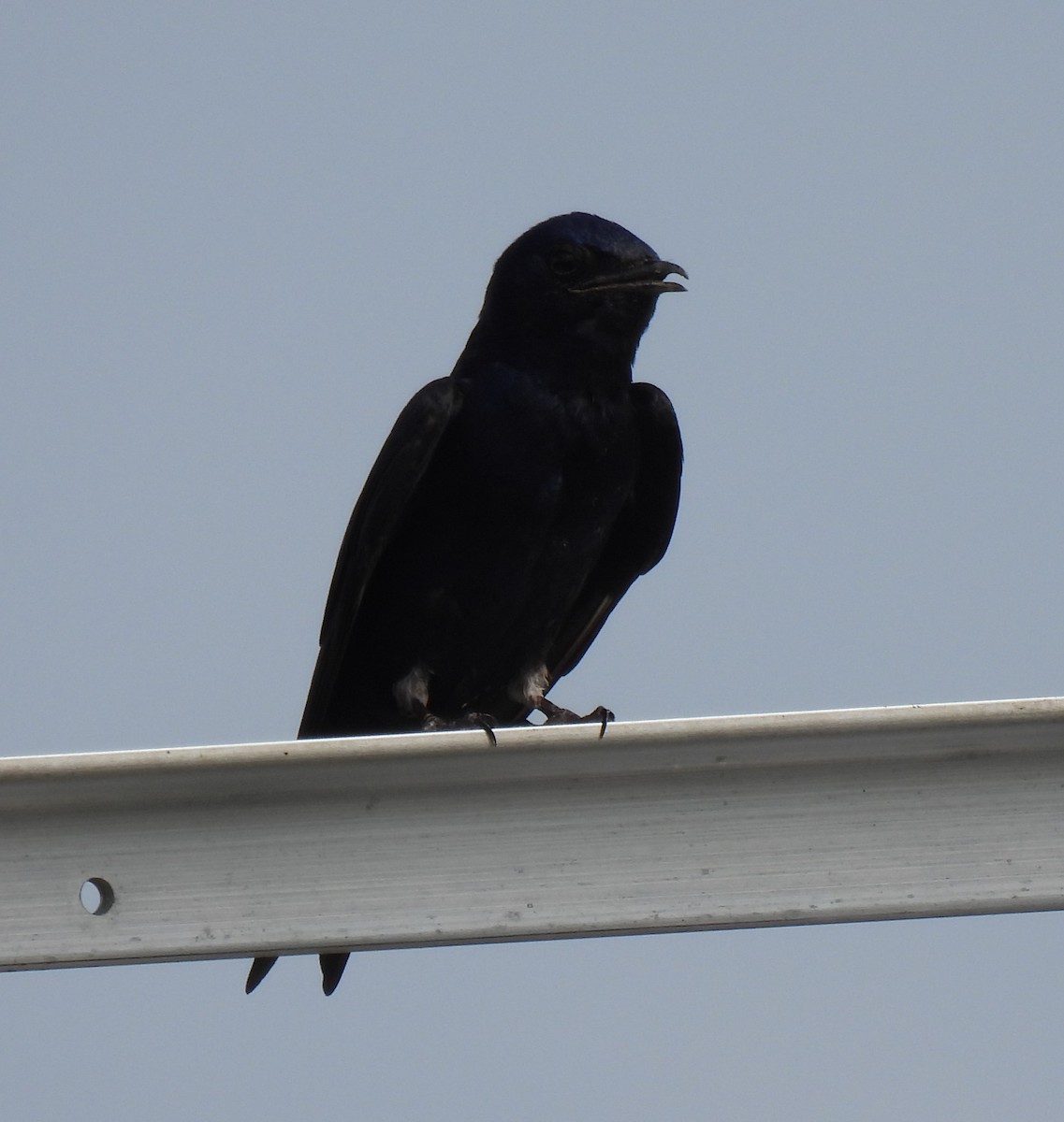 Purple Martin - ML619318887