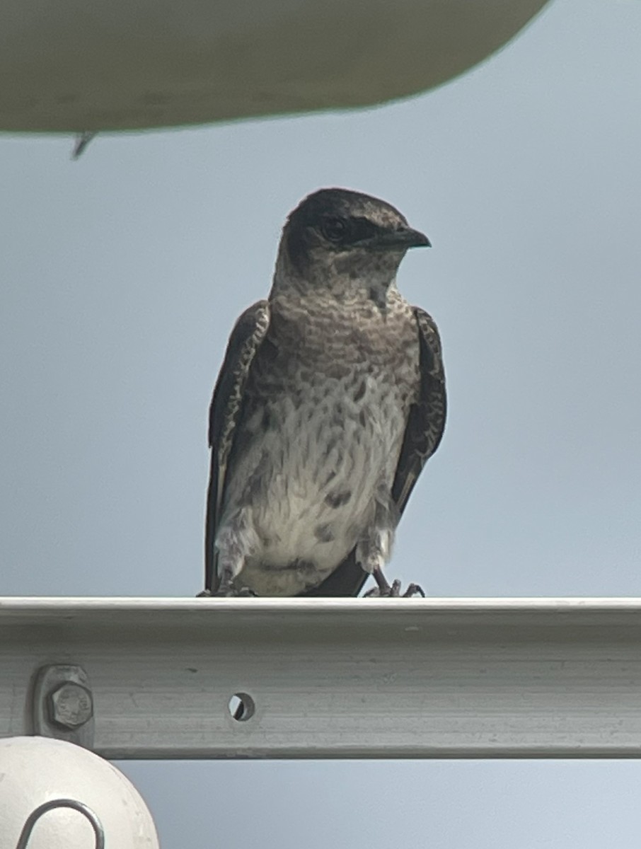 Purple Martin - ML619318890