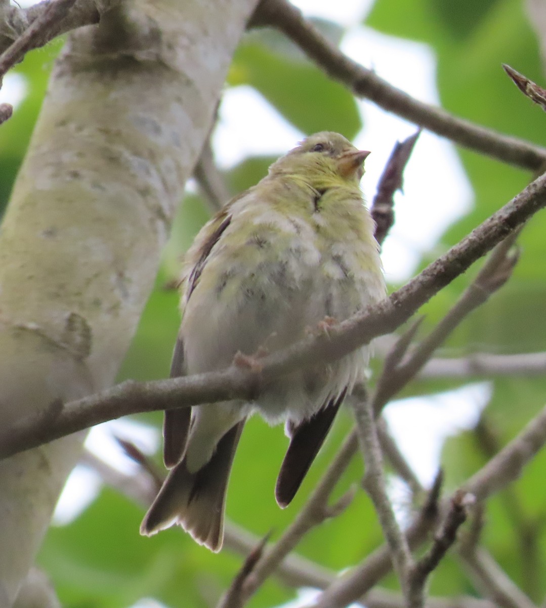 American Goldfinch - The Spotting Twohees