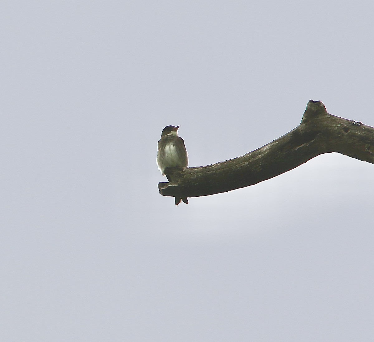 Olive-sided Flycatcher - Michael Boatwright