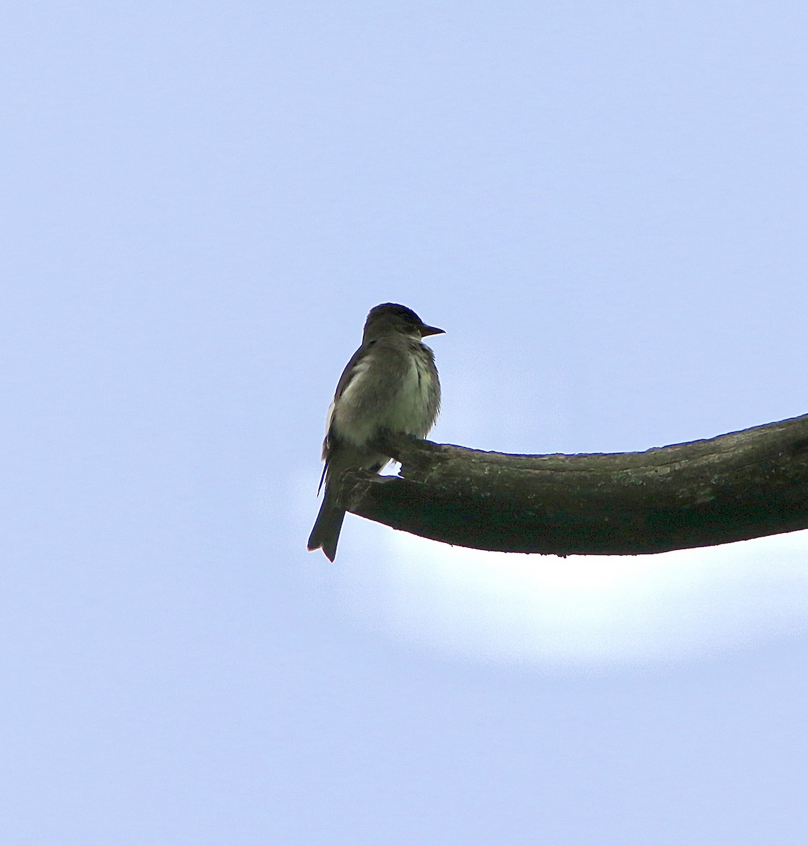 Olive-sided Flycatcher - Michael Boatwright