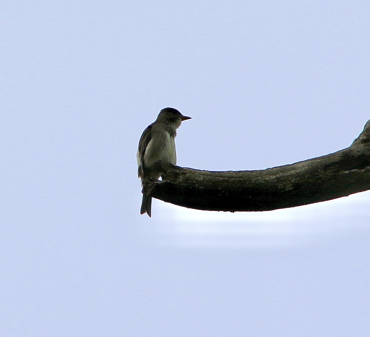 Olive-sided Flycatcher - Michael Boatwright