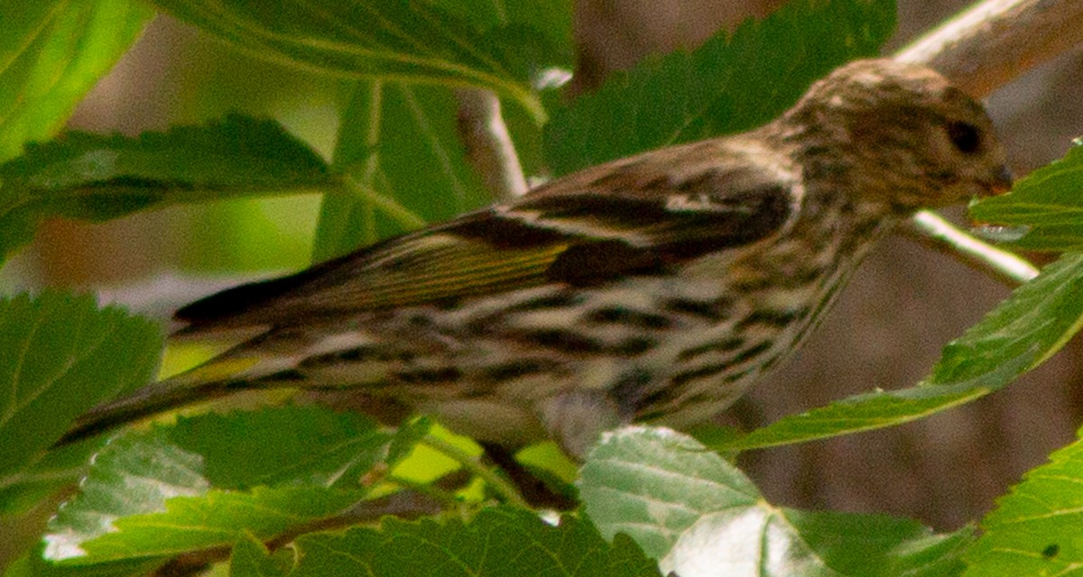 Pine Siskin - ML619318900