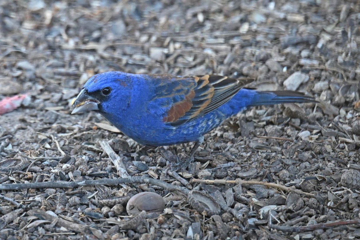 Blue Grosbeak - Marla Hibbitts