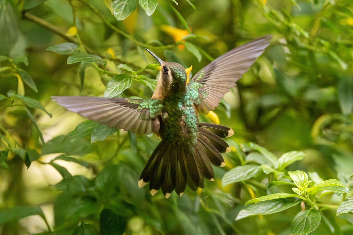 Speckled Hummingbird - Michael Cook