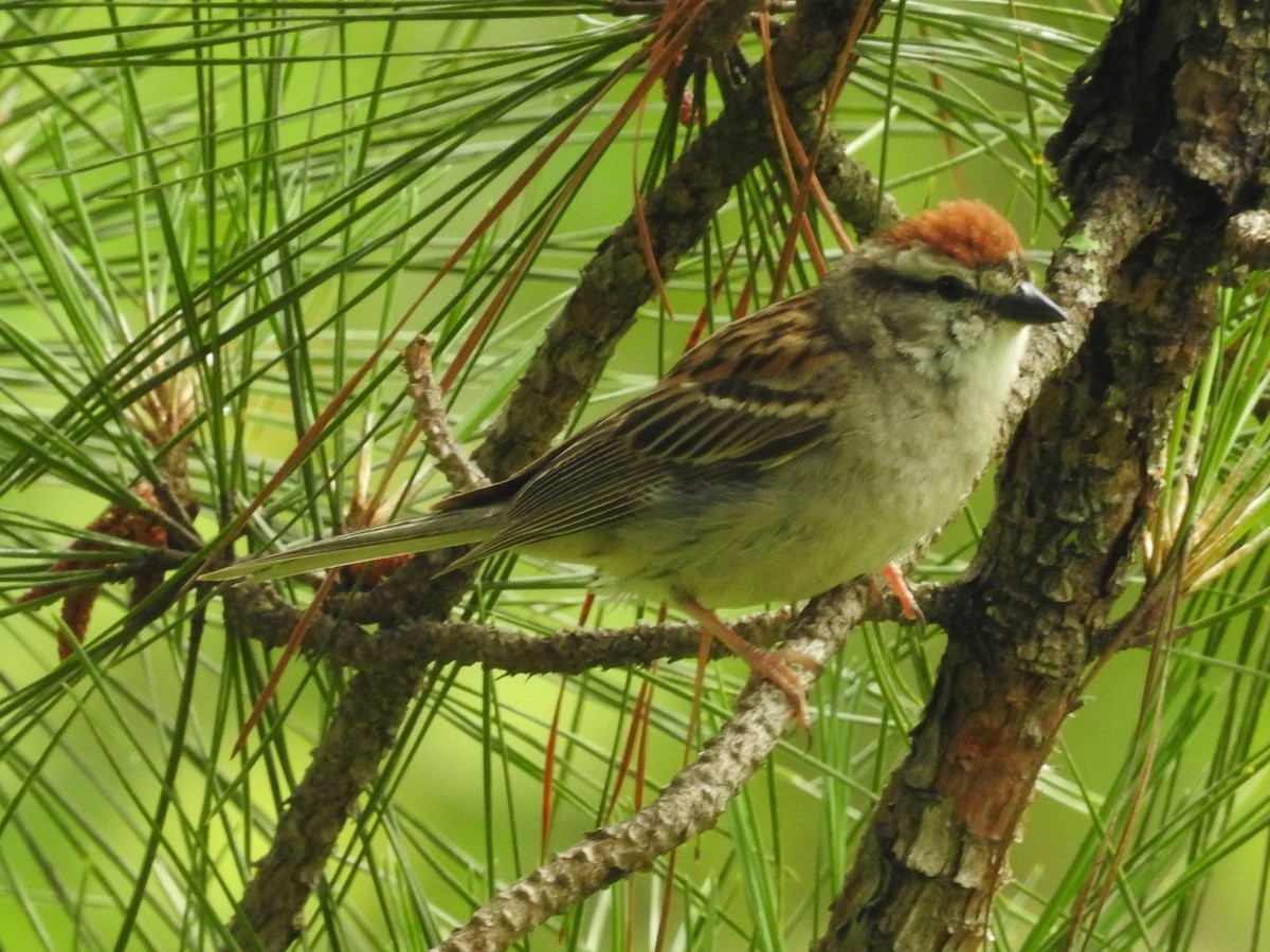 Chipping Sparrow - Jeffrey Gammon