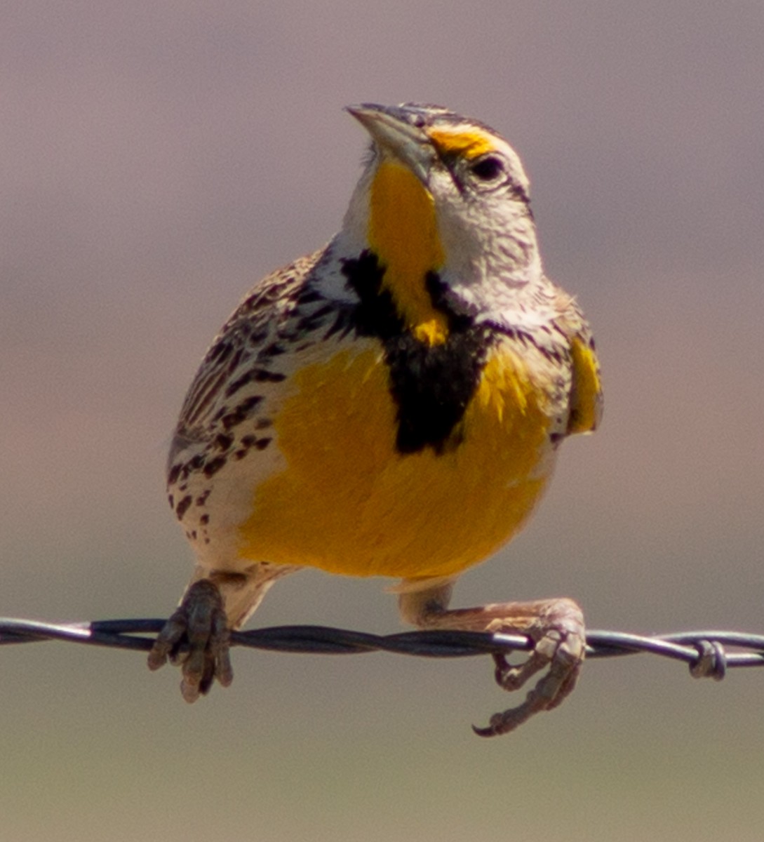 Chihuahuan Meadowlark - ML619318923