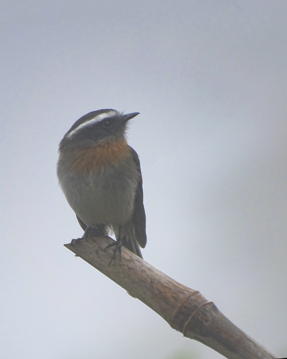 Rufous-breasted Chat-Tyrant - Daniel Pérez Peña