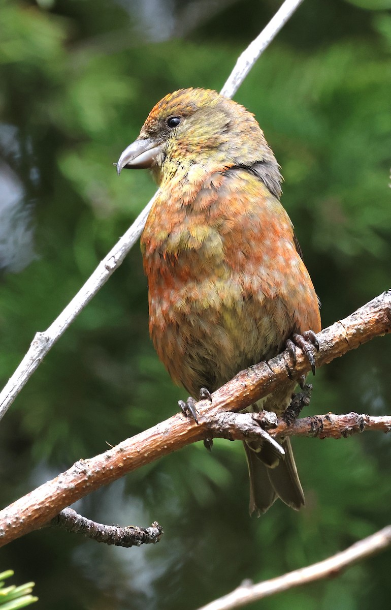 Red Crossbill - ML619318941