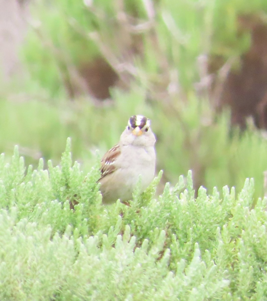 White-crowned Sparrow - The Spotting Twohees