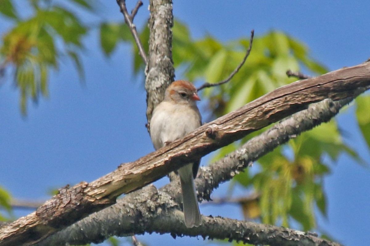 Field Sparrow - Joan and/or George Sims