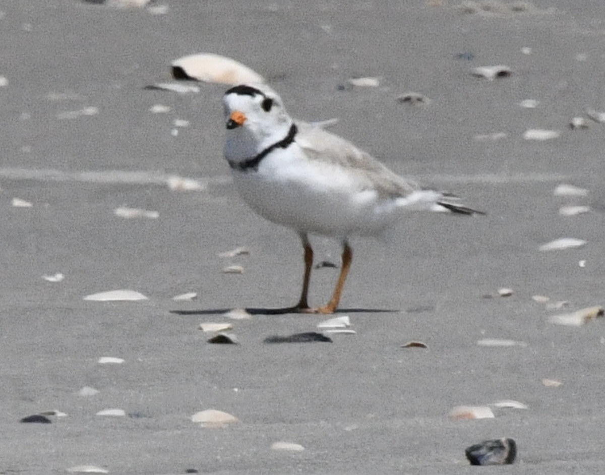 Piping Plover - Cliff Miller