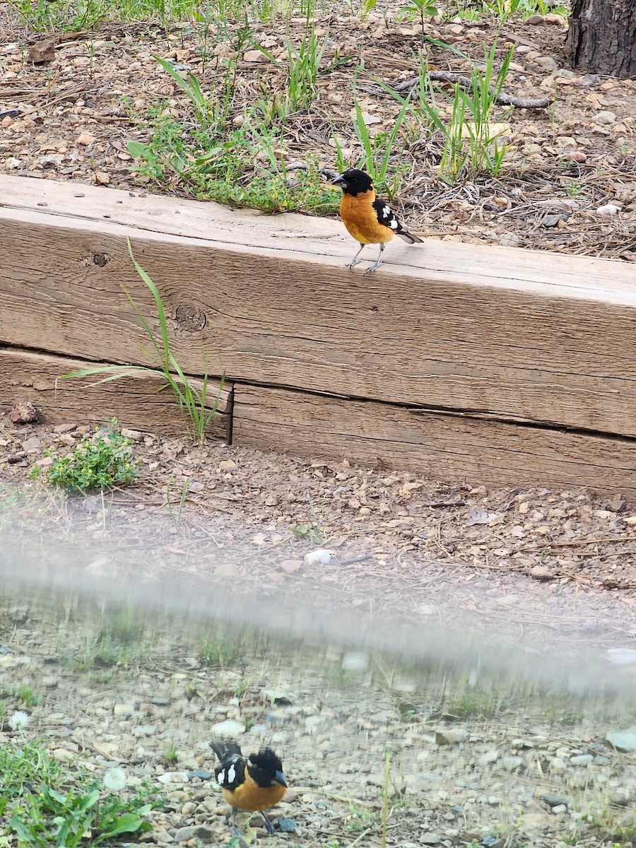 Black-headed Grosbeak - Nancy Cox