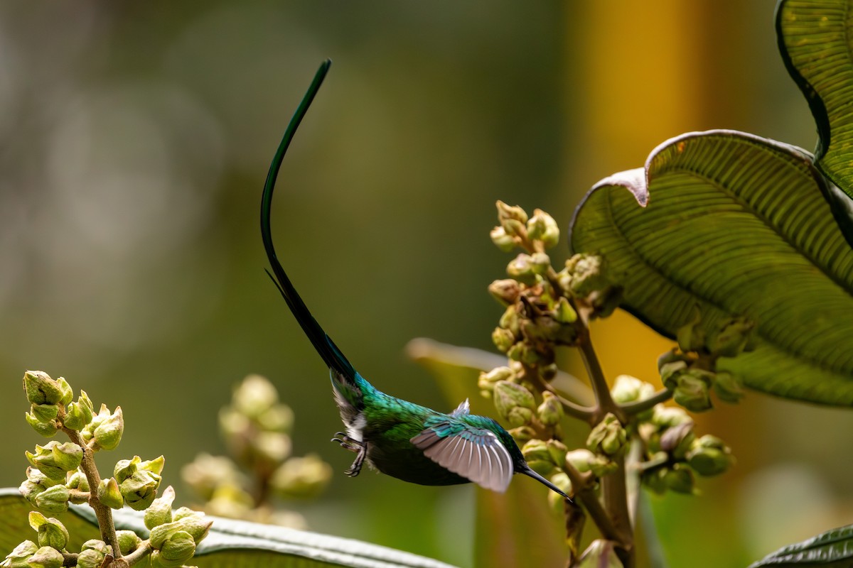 Long-tailed Sylph - Michael Cook
