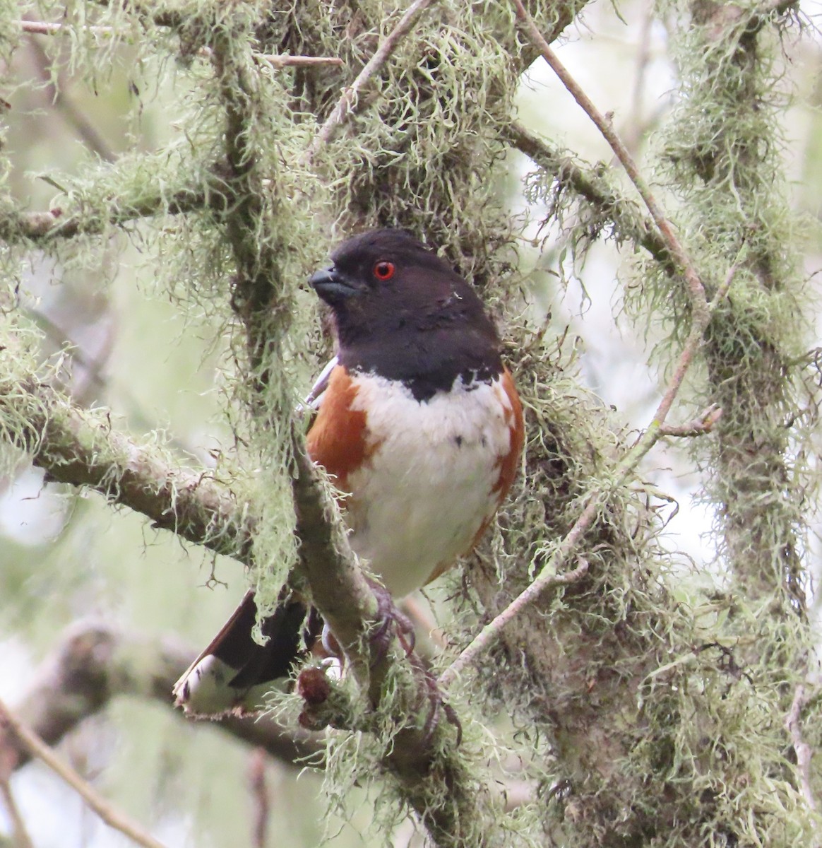 Spotted Towhee - The Spotting Twohees