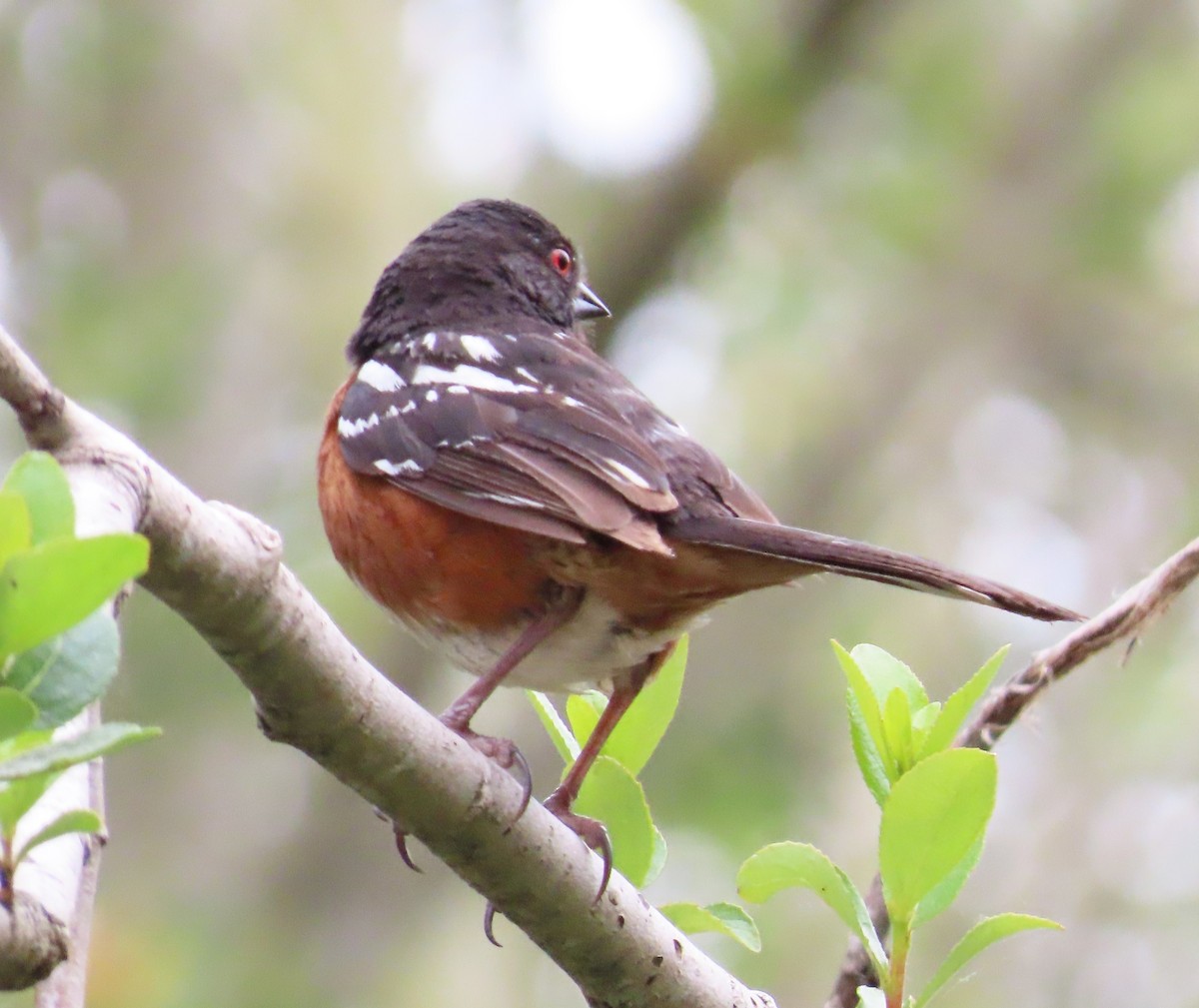 Spotted Towhee - The Spotting Twohees