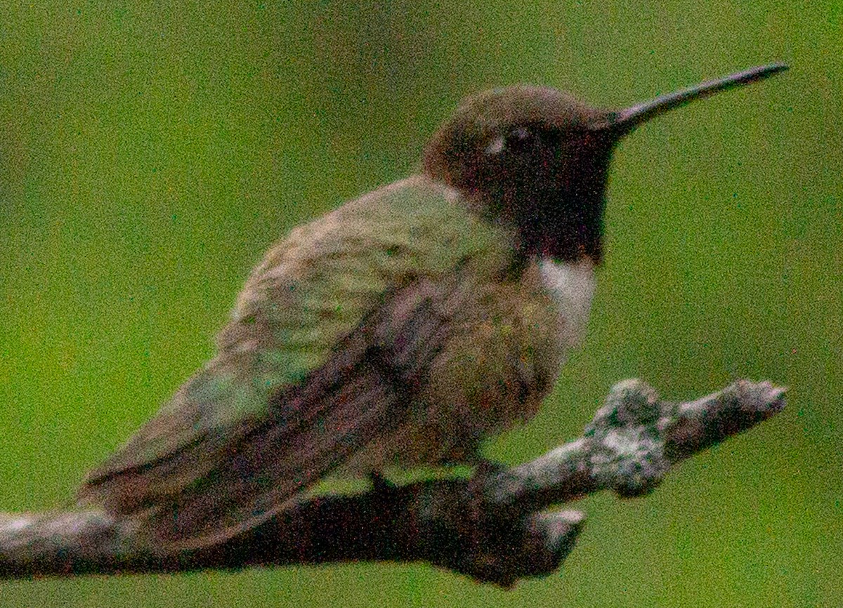 Black-chinned Hummingbird - ML619318966