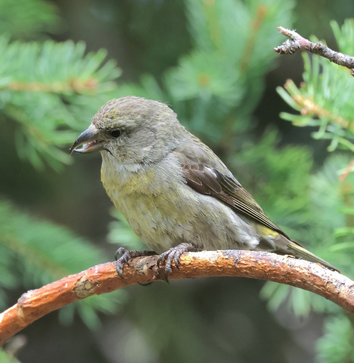 Red Crossbill - ML619318968