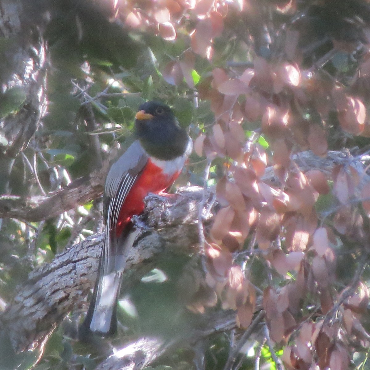 Elegant Trogon - Theresa Hyde