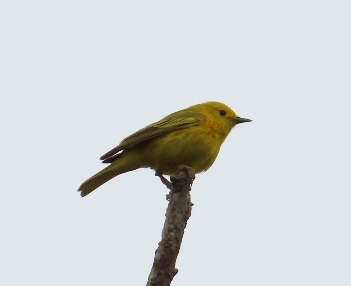 Yellow Warbler - The Spotting Twohees