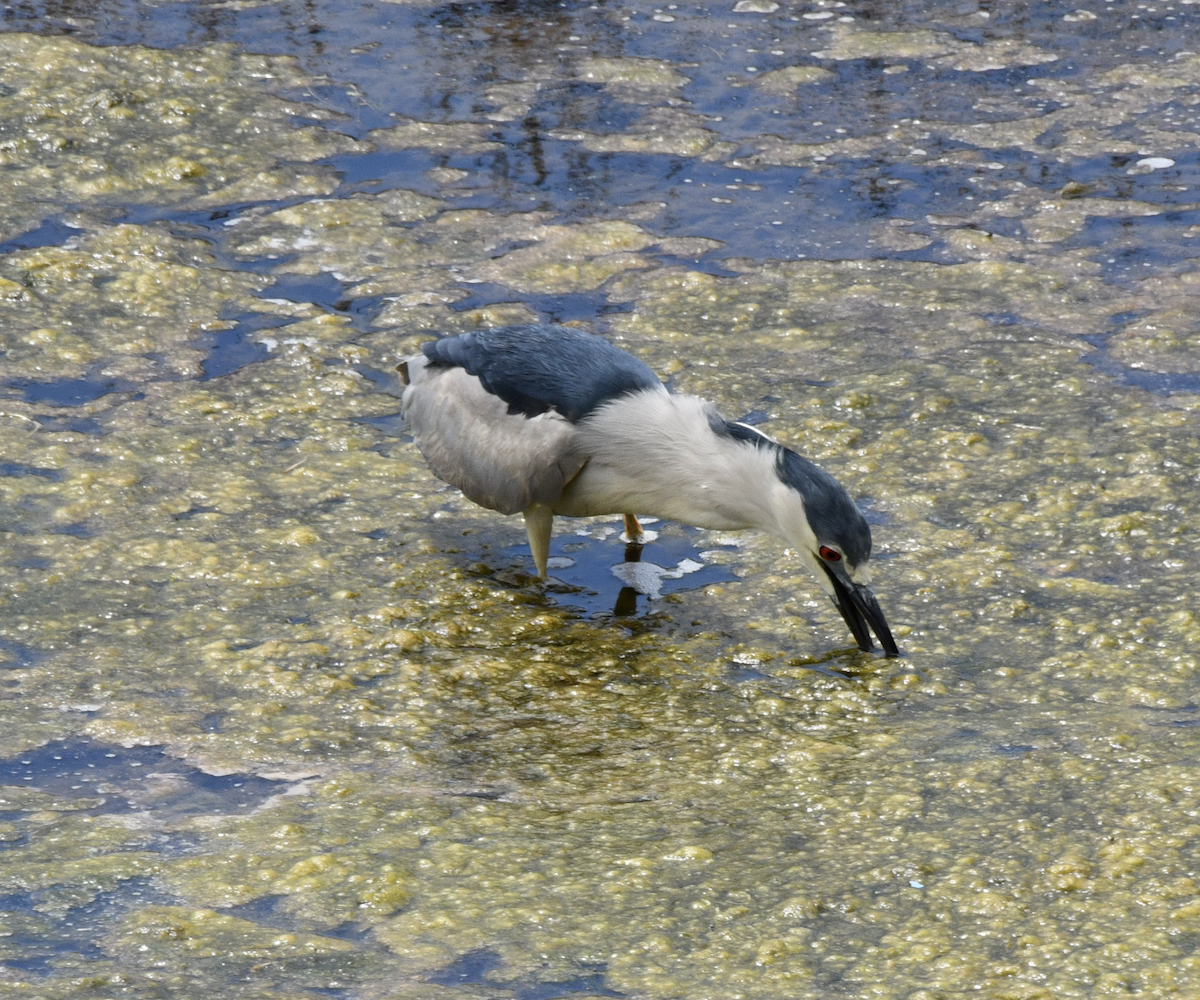 Black-crowned Night Heron - Cliff Miller