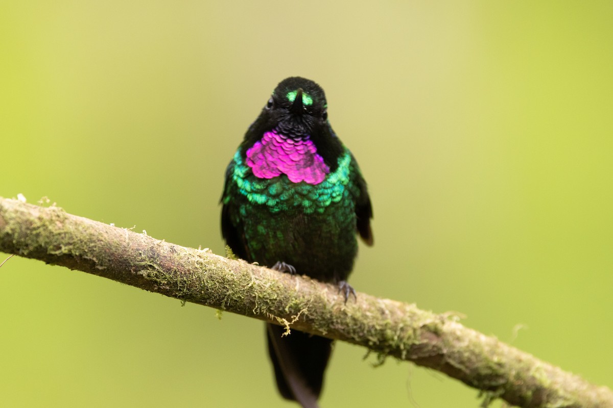 Tourmaline Sunangel - Michael Cook