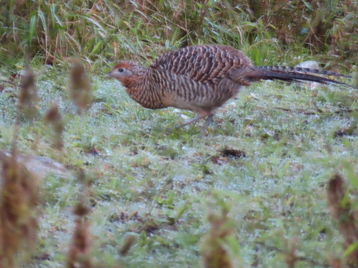 Lady Amherst's Pheasant - ML619318999