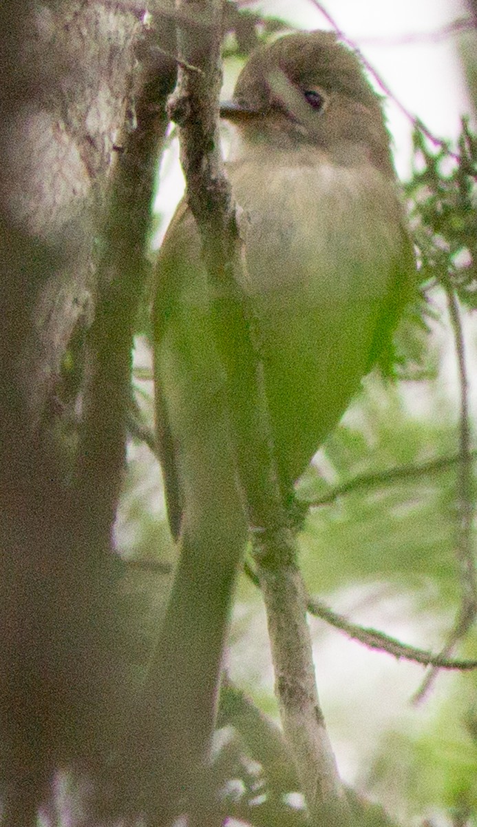 Least Flycatcher - ML619319004