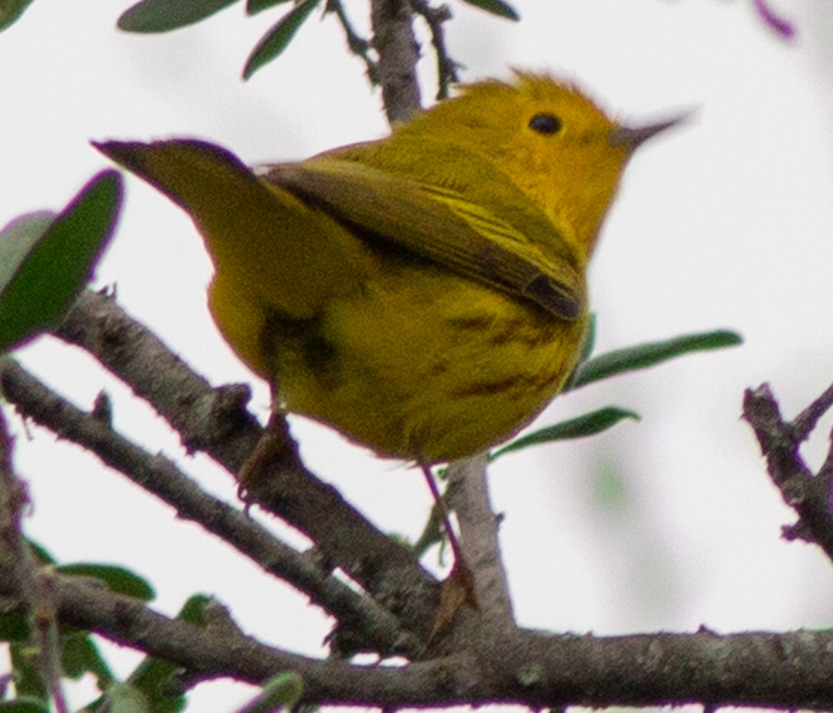 Yellow Warbler (Northern) - Brandon Woo