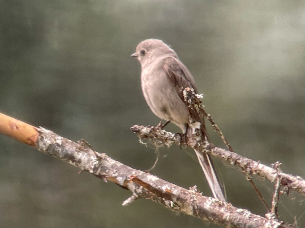 Townsend's Solitaire - Craig R Miller