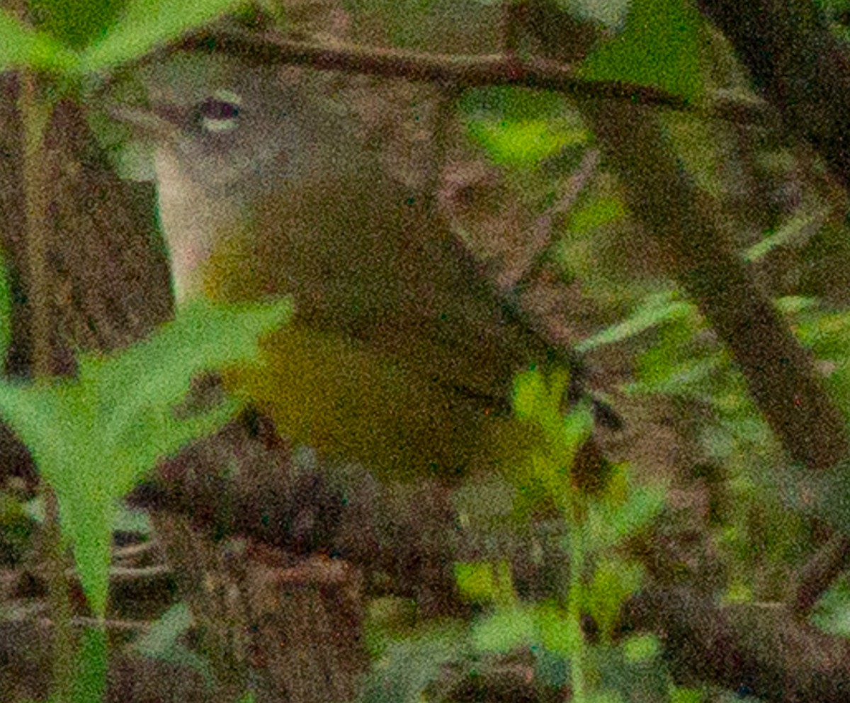 MacGillivray's Warbler - ML619319024