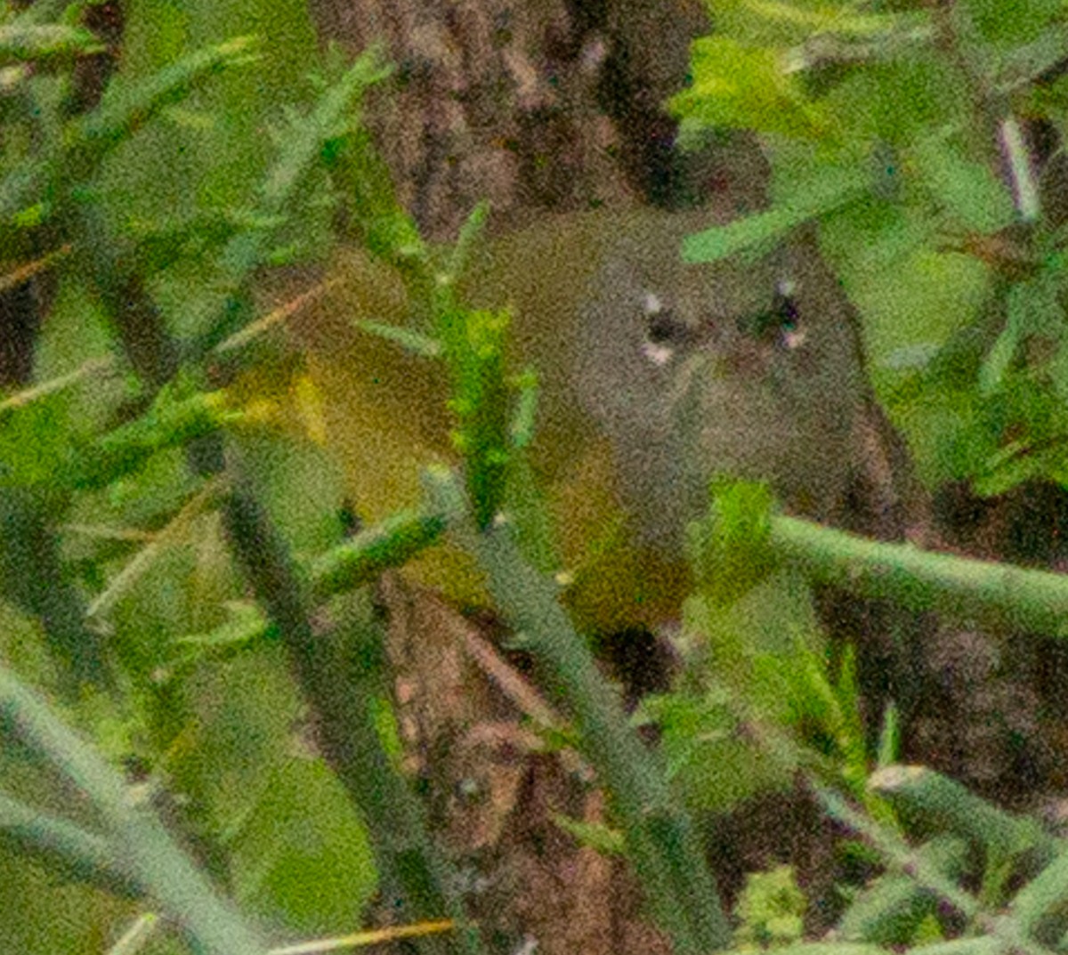 MacGillivray's Warbler - ML619319025