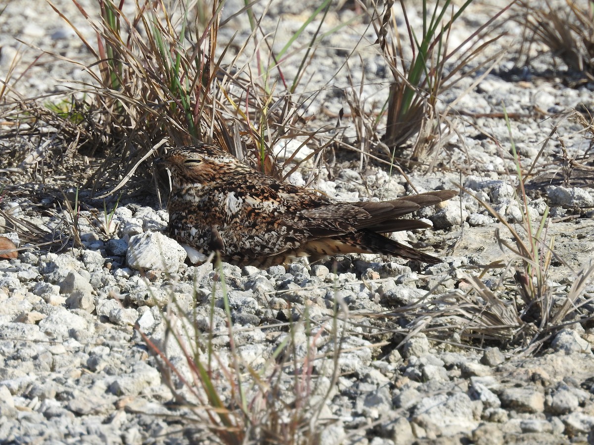 Antillean Nighthawk - robert hirst