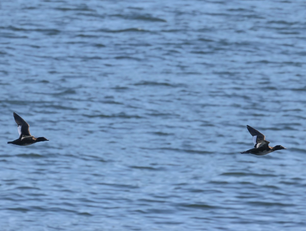 White-winged Scoter - Pam Rasmussen