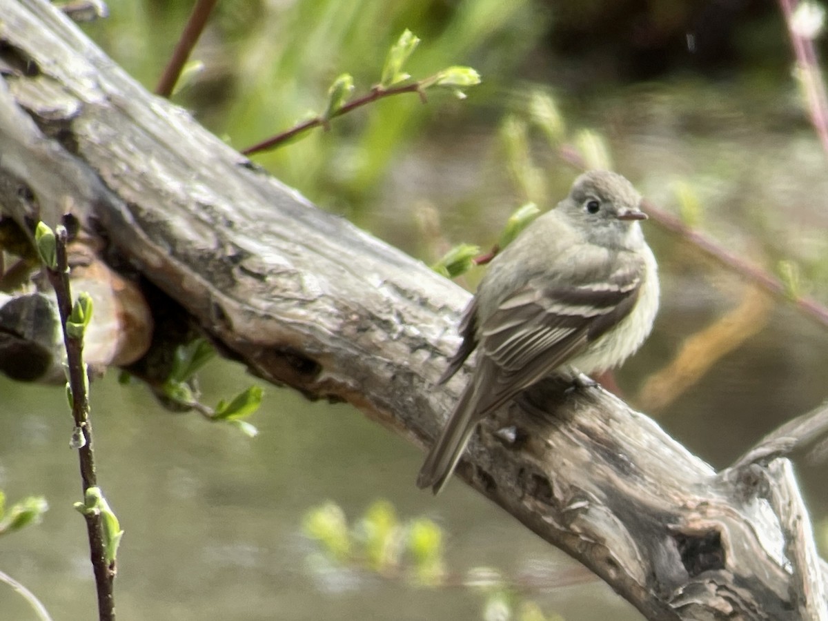 Hammond's Flycatcher - Craig R Miller