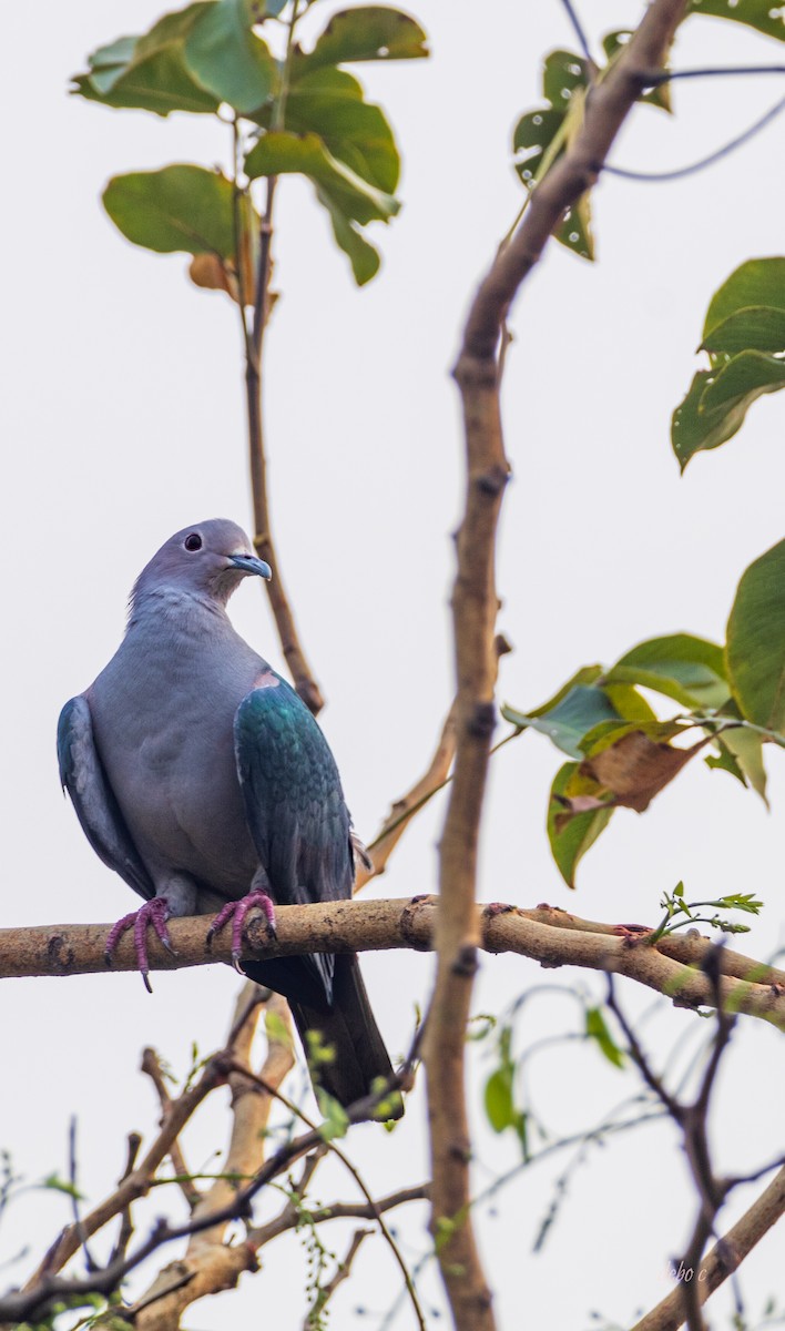 Green Imperial-Pigeon - Debojyoti Chakraborty