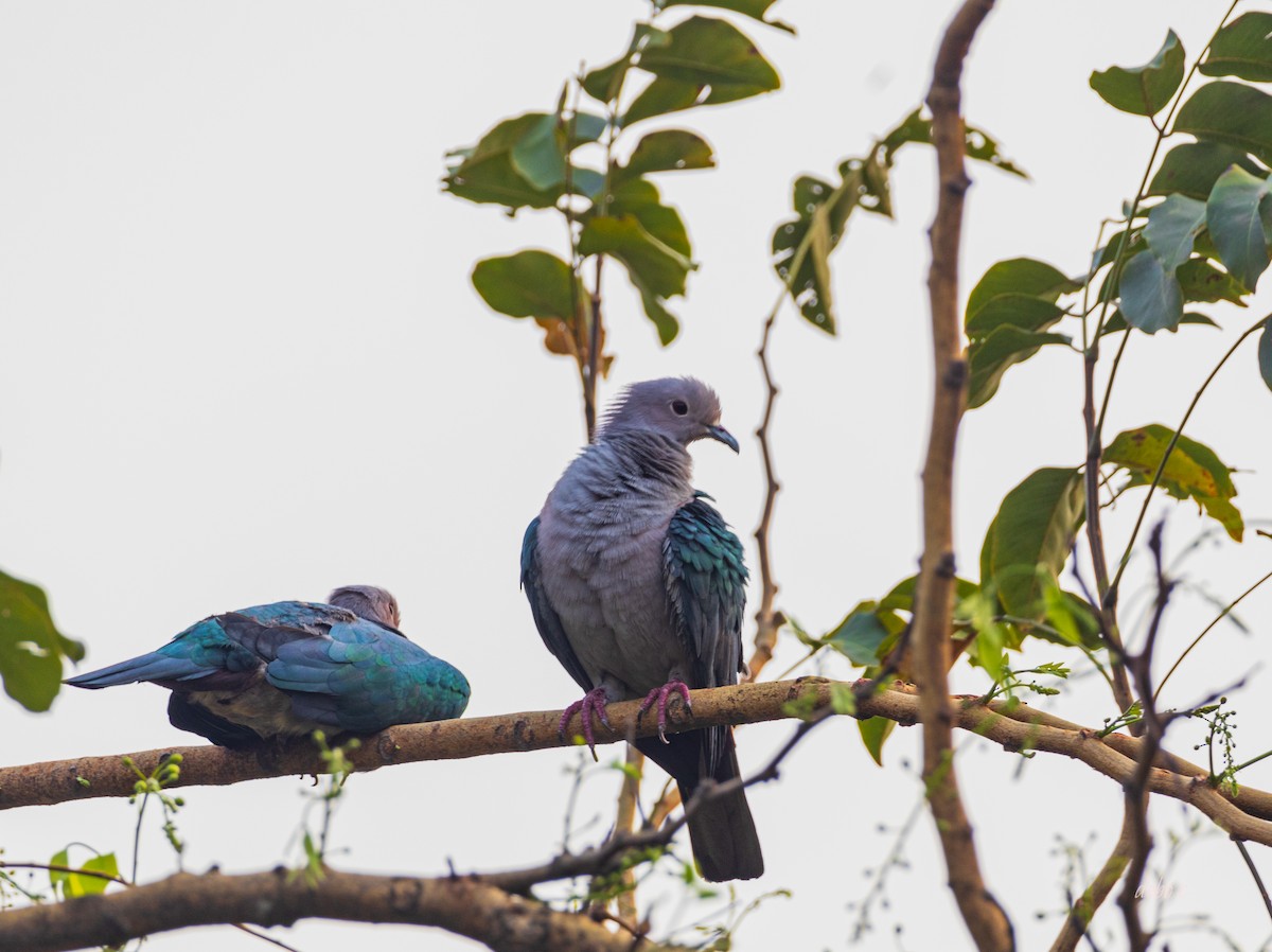 Green Imperial-Pigeon - Debojyoti Chakraborty